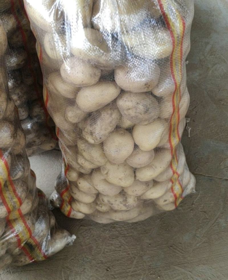 山东精品荷兰十五土豆产地直供量从从优对接全国商超