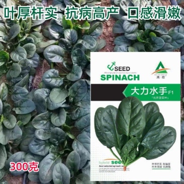 趴地大力水手菠菜种子早熟高产抗病耐寒秋季种植菠菜种孑