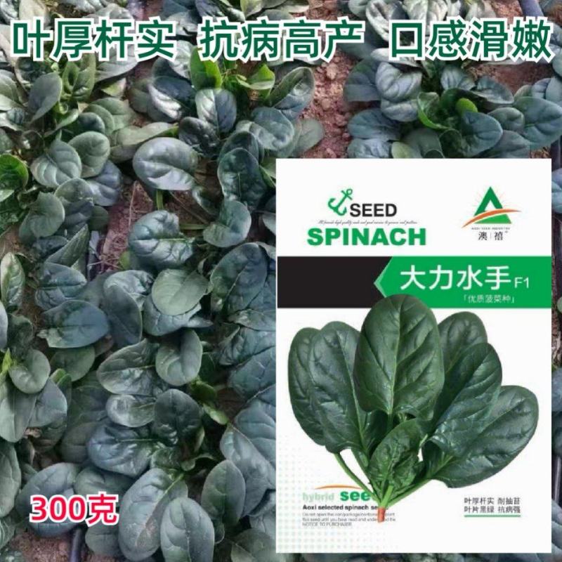 趴地大力水手菠菜种子早熟高产抗病耐寒秋季种植菠菜种孑