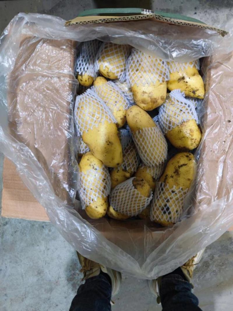 山东精品沃土土豆大量上市中黄皮黄心质量保证价格优惠