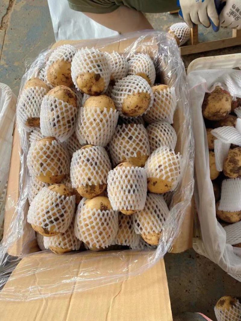 山东精品沃土土豆大量上市中黄皮黄心质量保证价格优惠