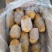 山东精品沃土土豆大量上市中黄皮黄心质量保证价格优惠