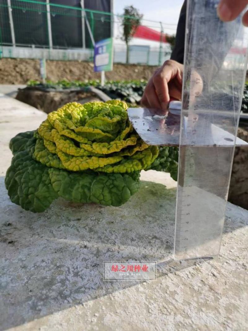 杂交矮黄金黄心乌塌菜种子株型矮耐寒黄心乌种子黄心菜种子