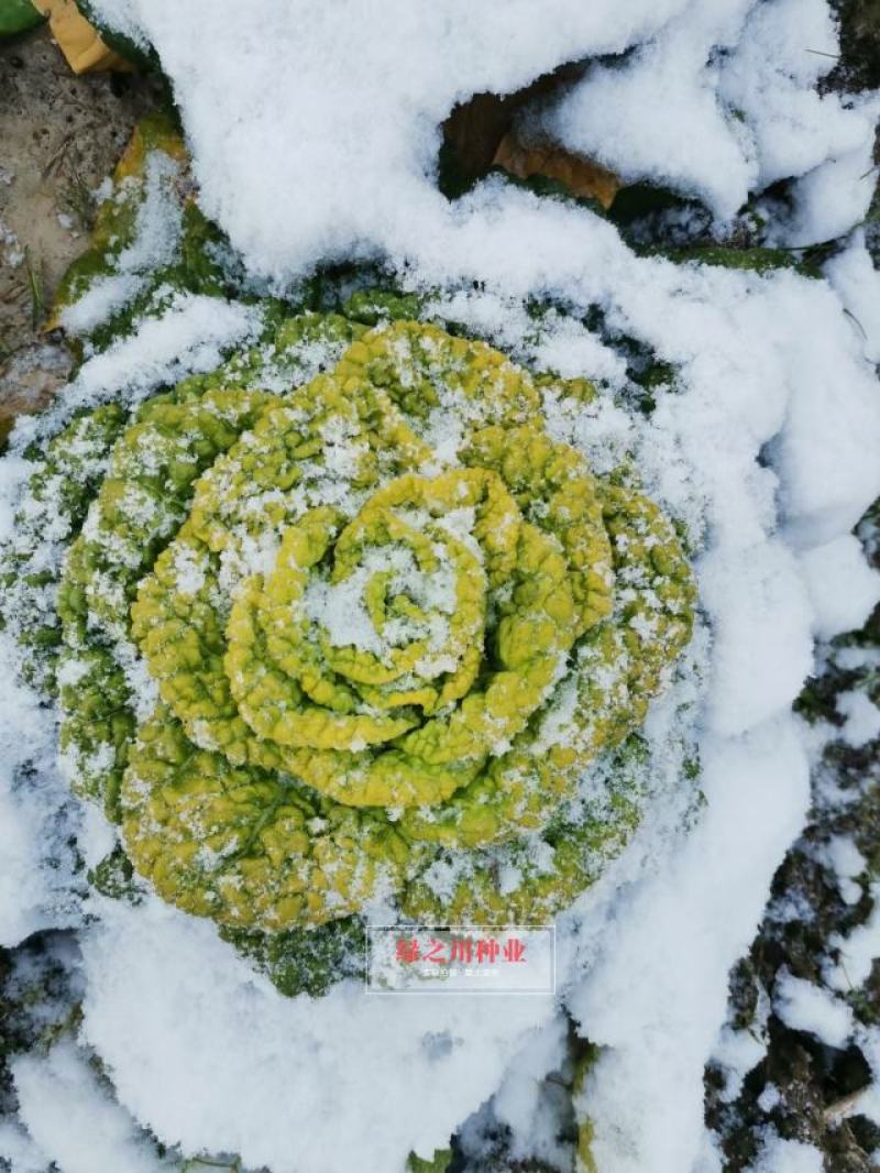 杂交矮黄金黄心乌塌菜种子株型矮耐寒黄心乌种子黄心菜种子