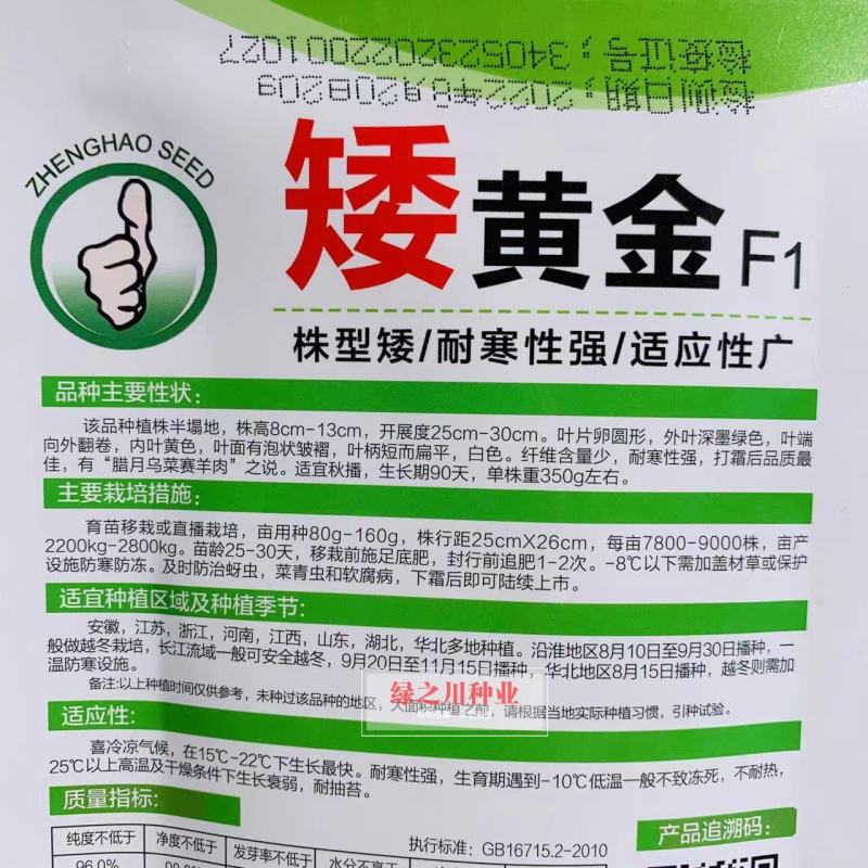 杂交矮黄金黄心乌塌菜种子株型矮耐寒黄心乌种子黄心菜种子