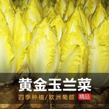 金玉兰菜种子菊苣菜欧洲王子菜营养软化菊苣多年生四季蔬菜种