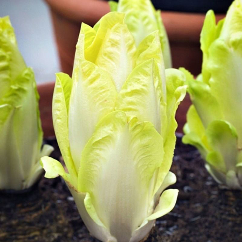 金玉兰菜种子