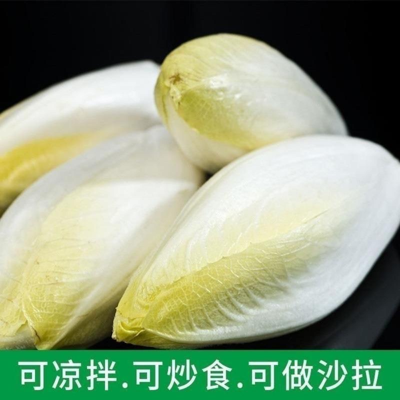 金玉兰菜种子菊苣菜欧洲王子菜营养软化菊苣多年生四季蔬菜种