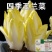 金玉兰菜种子