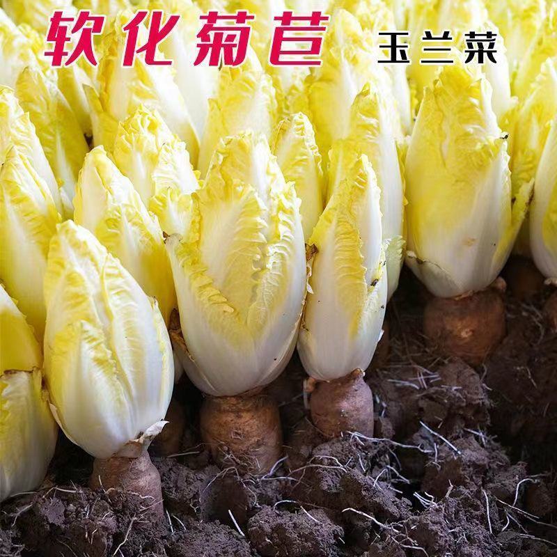 金玉兰菜种子