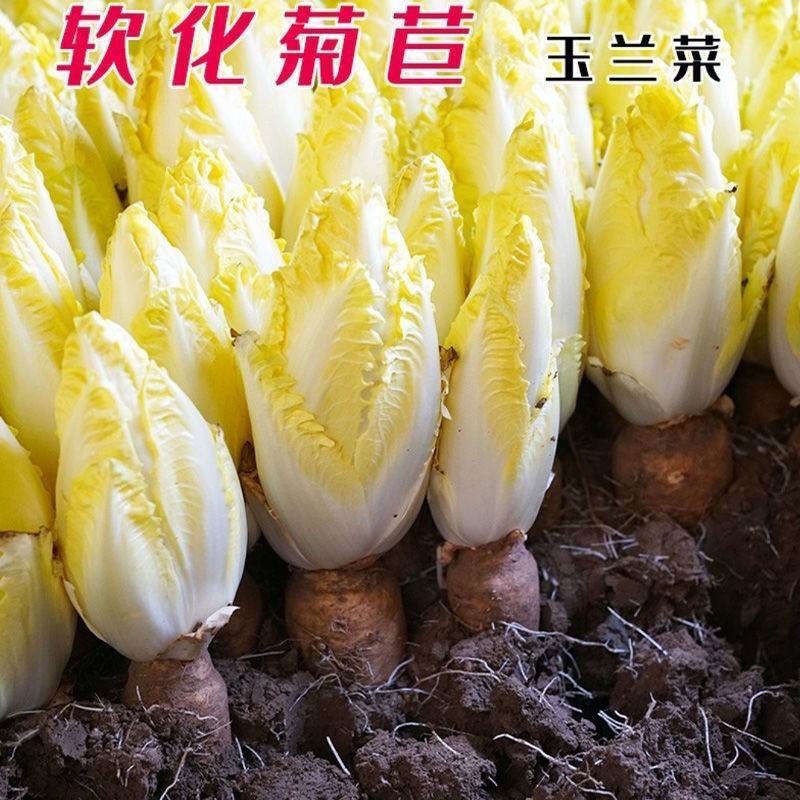 金玉兰菜种子