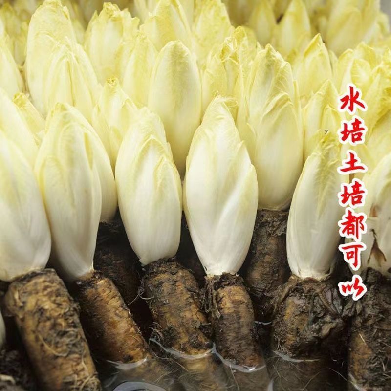 金玉兰菜种子