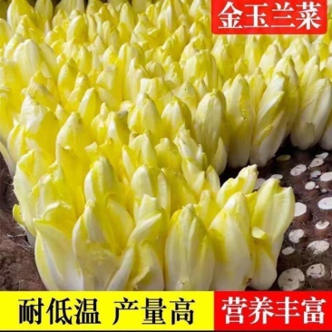 金玉兰菜种子一年四季冻不死多年生欧洲比利时软化紫菊苣阳台