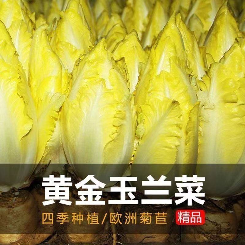 金玉兰菜种子一年四季冻不死多年生欧洲比利时软化紫菊苣阳台