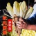 金玉兰菜种子一年四季冻不死多年生欧洲比利时软化紫菊苣阳台