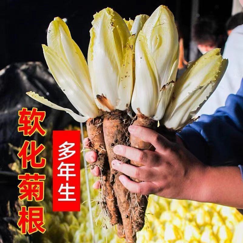 金玉兰菜种子一年四季冻不死多年生欧洲比利时软化紫菊苣阳台