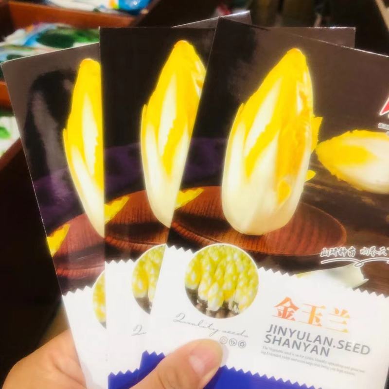 金玉兰菜种子一年四季冻不死多年生欧洲比利时软化紫菊苣阳台