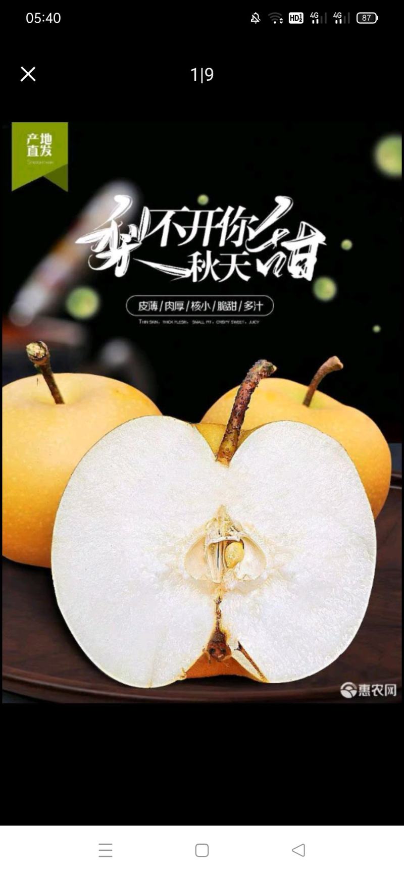 正宗特级莱阳冰糖秋月梨新鲜水果果园直达