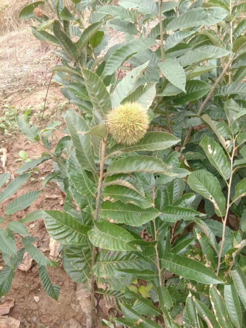 板栗苗嫁接苗圃直发自家基地量大优惠易种植死苗补发欢迎咨询