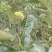 板栗苗嫁接苗圃直发自家基地量大优惠易种植死苗补发欢迎咨询