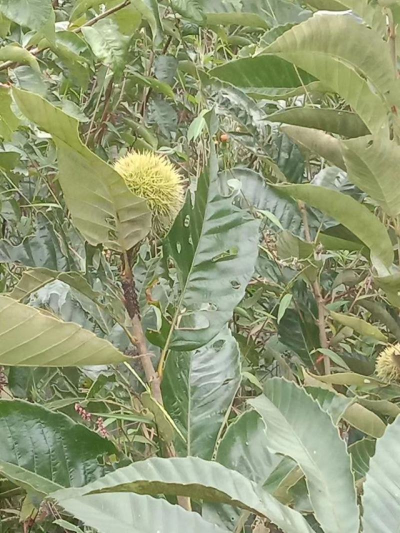 板栗苗嫁接苗圃直发自家基地量大优惠易种植死苗补发欢迎咨询
