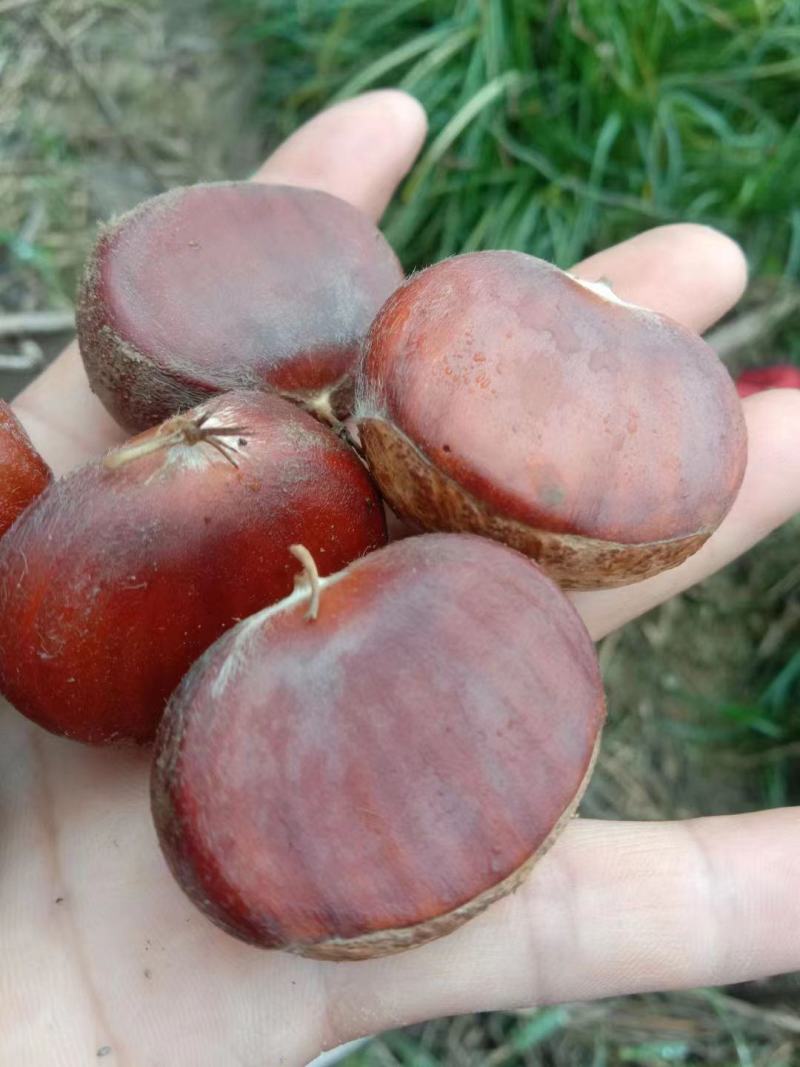 板栗苗嫁接苗圃直发自家基地量大优惠易种植死苗补发欢迎咨询