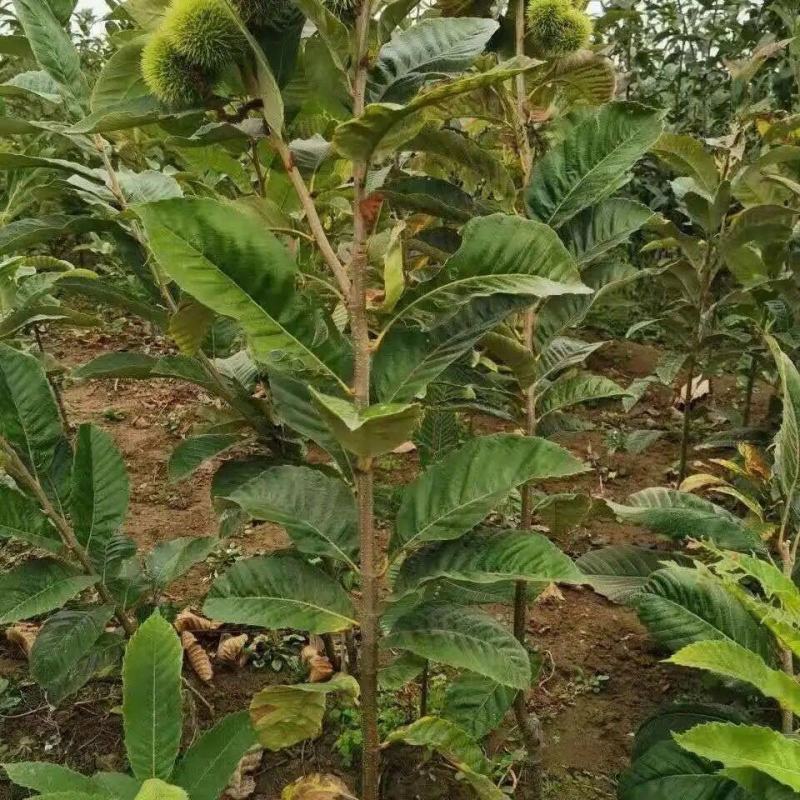 板栗苗嫁接苗圃直发自家基地量大优惠易种植死苗补发欢迎咨询