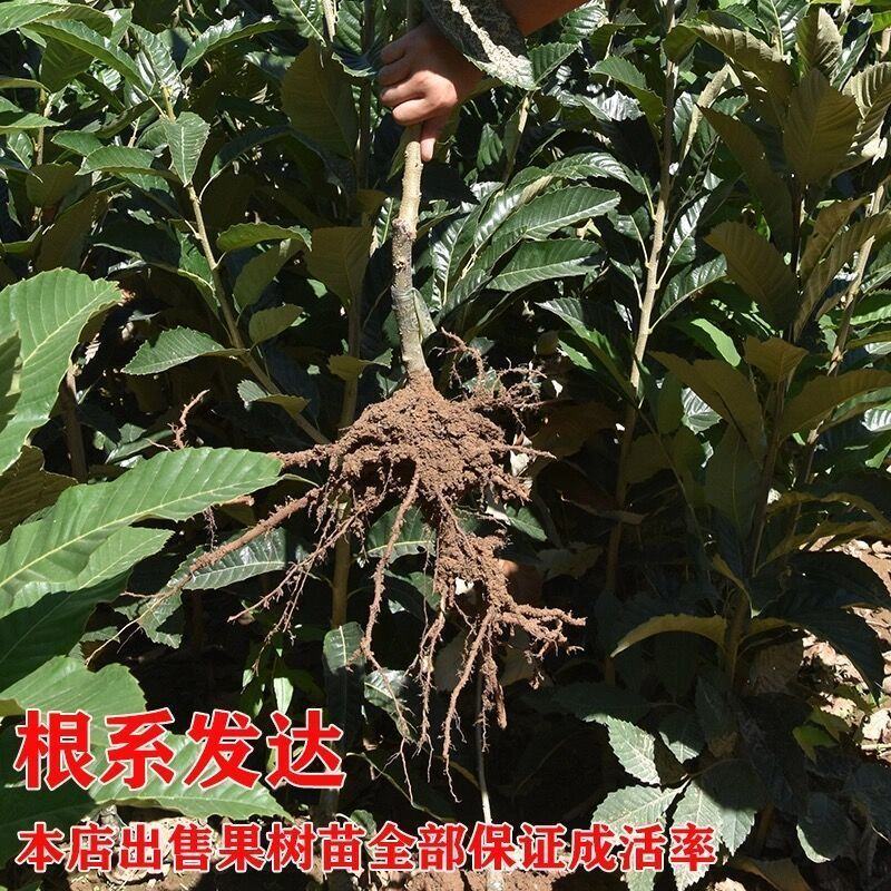 板栗苗嫁接苗圃直发自家基地量大优惠易种植死苗补发欢迎咨询