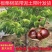 板栗苗嫁接苗圃直发自家基地量大优惠易种植死苗补发欢迎咨询