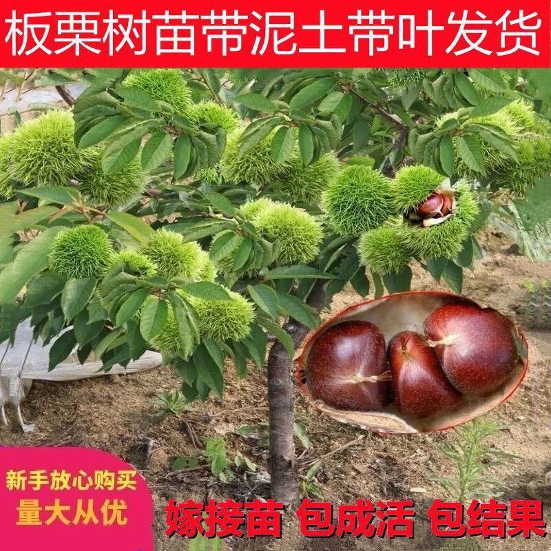 板栗苗嫁接苗圃直发自家基地量大优惠易种植死苗补发欢迎咨询