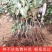 板栗苗嫁接苗圃直发自家基地量大优惠易种植死苗补发欢迎咨询