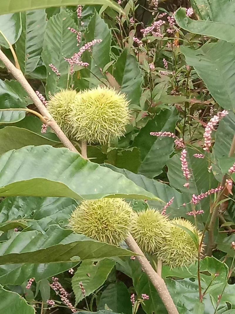 板栗苗嫁接苗圃直发自家基地量大优惠易种植死苗补发欢迎咨询