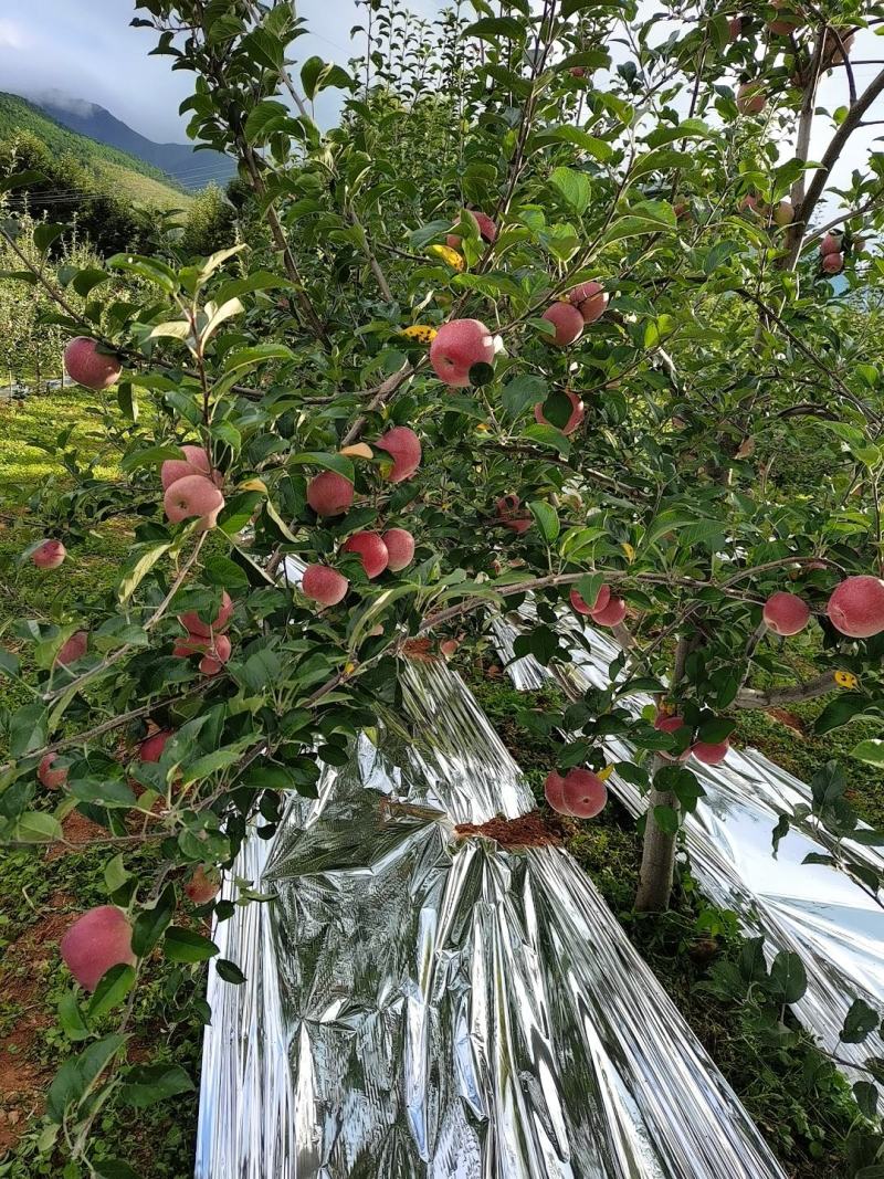 四川大凉山冰糖心丑苹果大量上市，产地直发，大小车代办