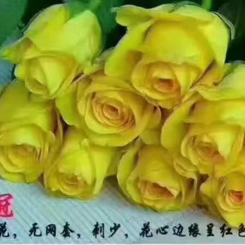 本基地出售玫瑰老桩，一到三年