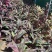 亮叶朱蕉高度30-100厘米冠幅20-60大量现货供应