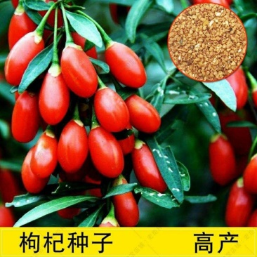 枸杞种子高产红枸杞种子进口黑枸杞种子发芽率高品质好