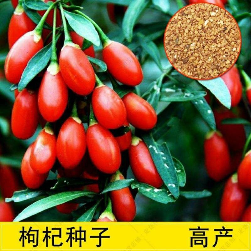 枸杞种子高产红枸杞种子进口黑枸杞种子发芽率高品质好