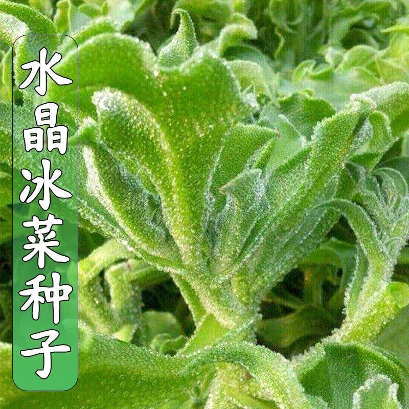 冰菜种子高产量进口优质种子口感清爽冰菜