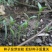 枸杞种子高产红枸杞种子进口黑枸杞种子发芽率高品质好