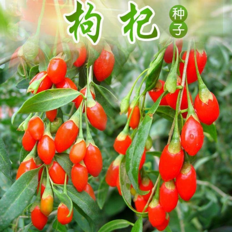枸杞种子高产红枸杞种子进口黑枸杞种子发芽率高品质好