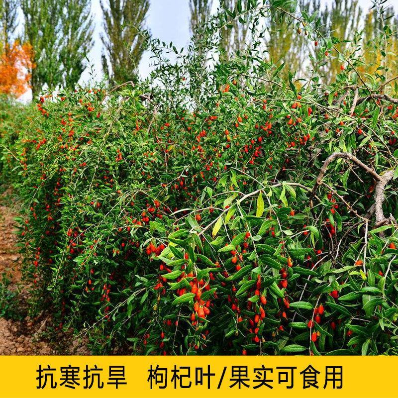 枸杞种子高产红枸杞种子进口黑枸杞种子发芽率高品质好