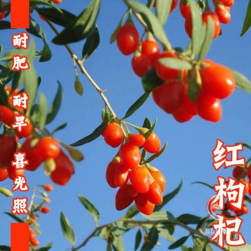 枸杞种子高产红枸杞种子进口黑枸杞种子发芽率高品质好