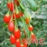 枸杞种子高产红枸杞种子进口黑枸杞种子发芽率高品质好