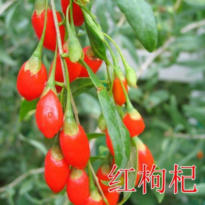 枸杞种子高产红枸杞种子进口黑枸杞种子发芽率高品质好