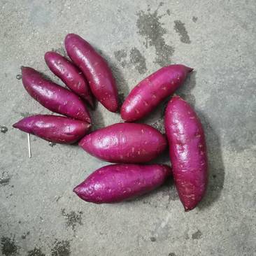 大量售紫薯（008，小花叶）