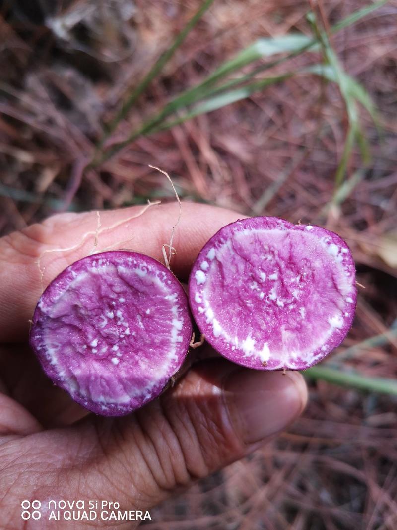 大量售紫薯（008，小花叶）