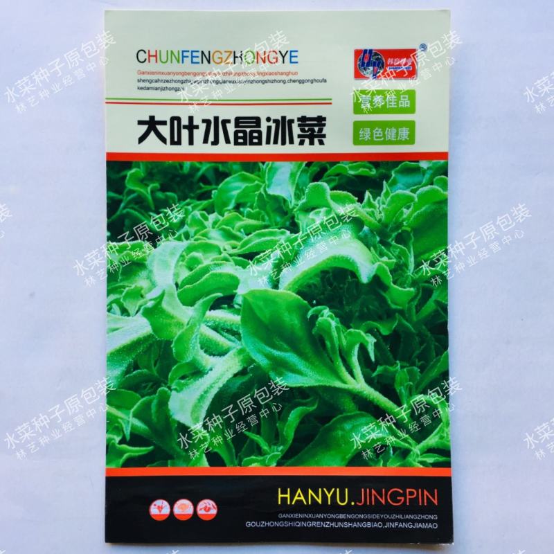 冰菜种子高产量进口优质种子口感清爽冰菜