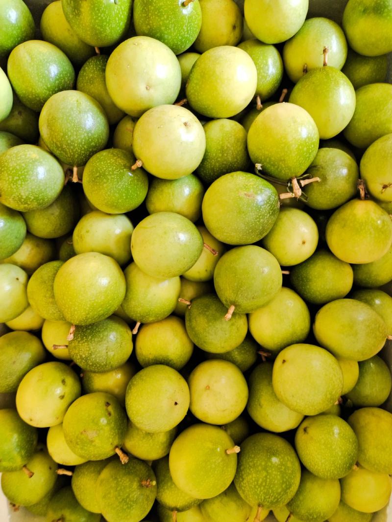 广西钦蜜9号维蜜黄金果