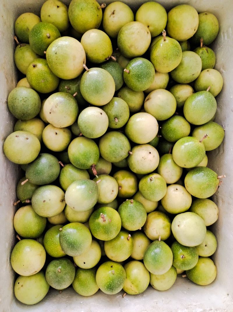 广西钦蜜9号维蜜黄金果