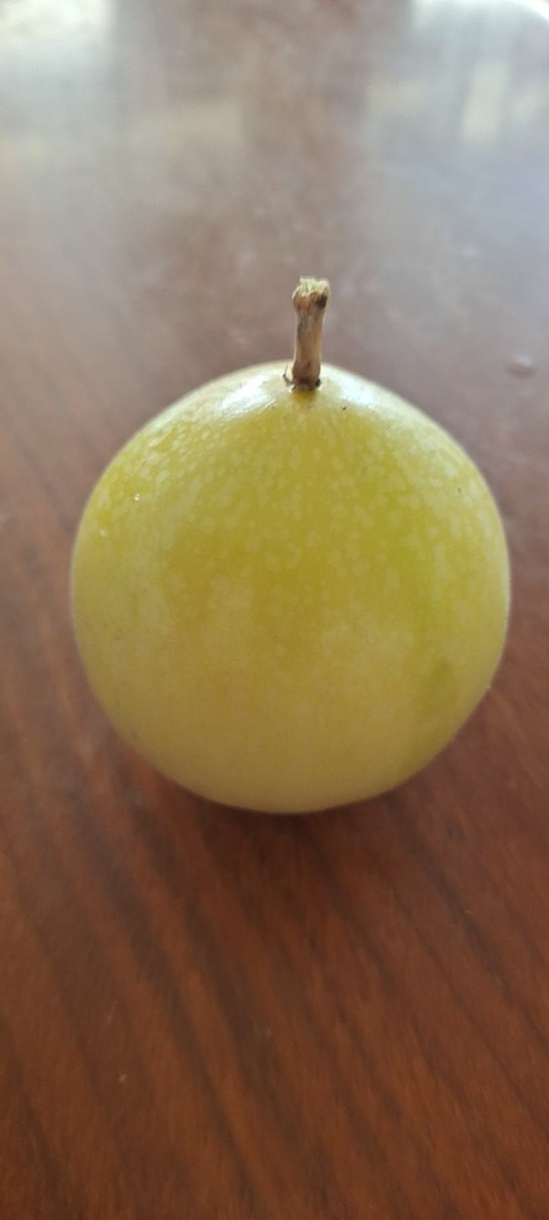 广西钦蜜9号维蜜黄金果